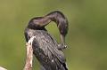 Neotropic Cormorant preening